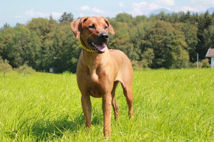 Sabayuma Ashmahani Lubaya