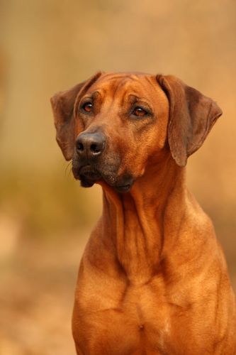 GOLDEN MARULA'S African Pink Lady