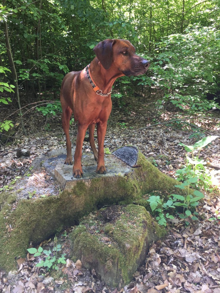 Shangani Juna Marsali May