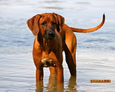 SHAKARRI ALIMA SHANI