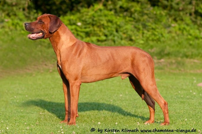 Neo Umvuma Moka Cubo