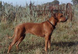 GABI VON MÜLLERS WONDA