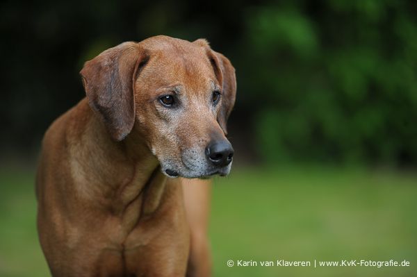 TECUMSEH CAMANI-CHUMA