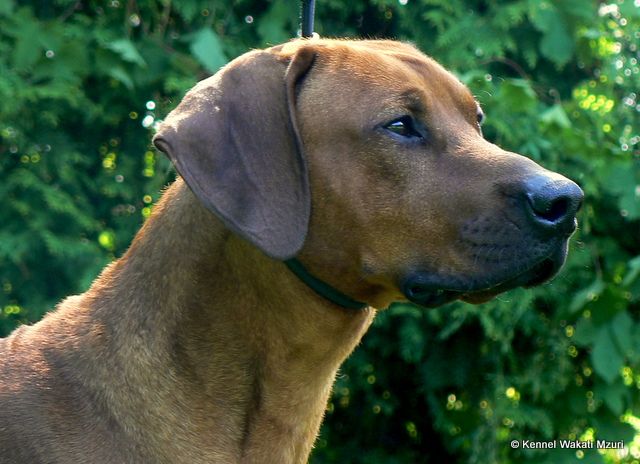 Wakati Mzuri Demani Pele