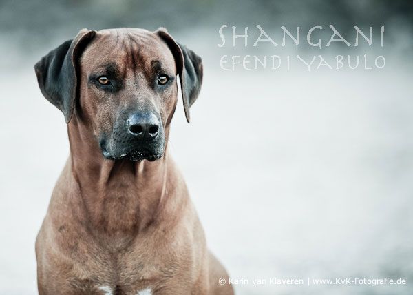 Shangani Efendi Yabulo