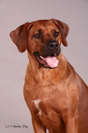 Naitingelia Moka Farastero Sinbest