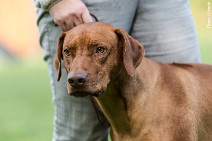 Corageous Aston By Luanda