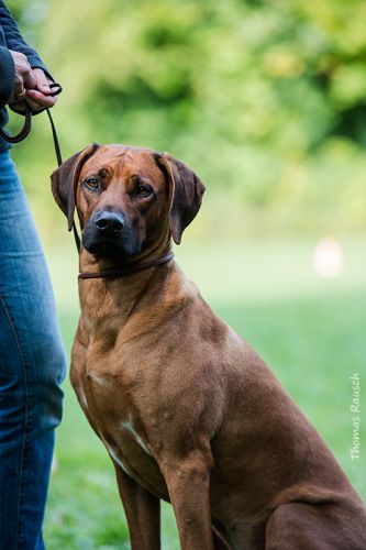 NAVARRO'S Chinue-Lubaya