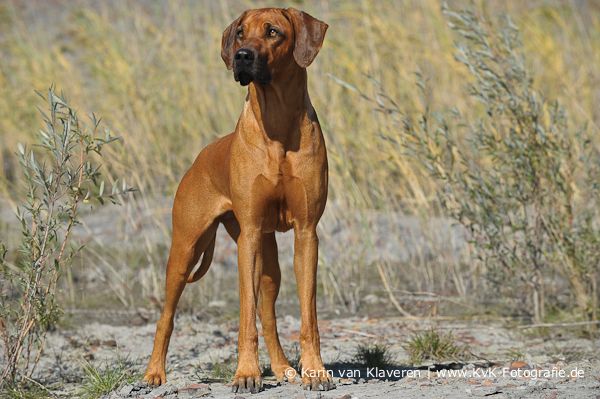 Nyangani Kibali -Themba