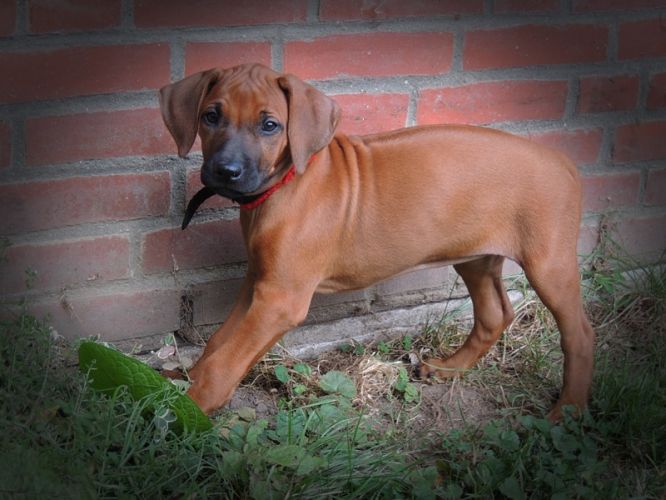 Dhima Kiwanja Nawiri Noble Lady in Red