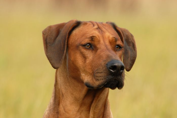 NOMVUYO ZARI MHONDORO
