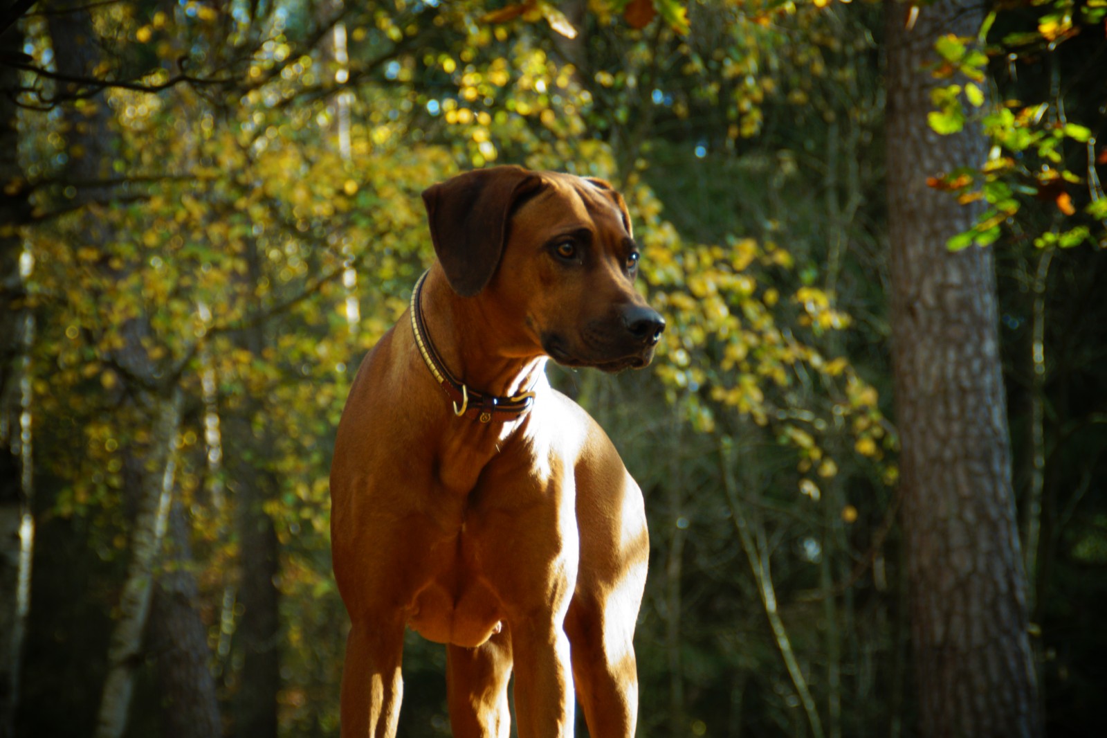 CHAMAVARA Akilah Ayo