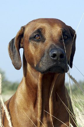 Heshima Ya Kimba Bella-Kimba