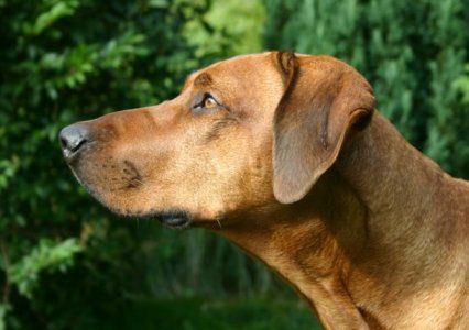 LIONHUNT JABULA BAGANDA