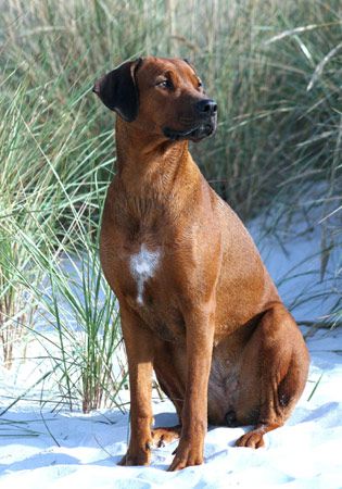 MHONDORO FAHARI-TAUNDI FOR AKEWA