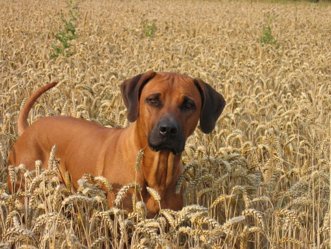 ZIMAZAA BOB DIAMOND STAR