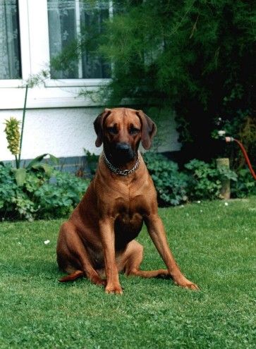 AKIMBA OF THE COMPOSURE OF HUNTING