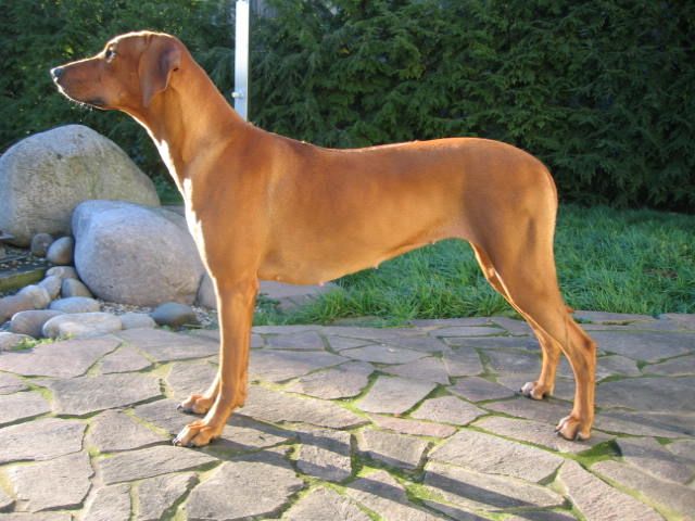 Zawadi Ayaba of Kurman