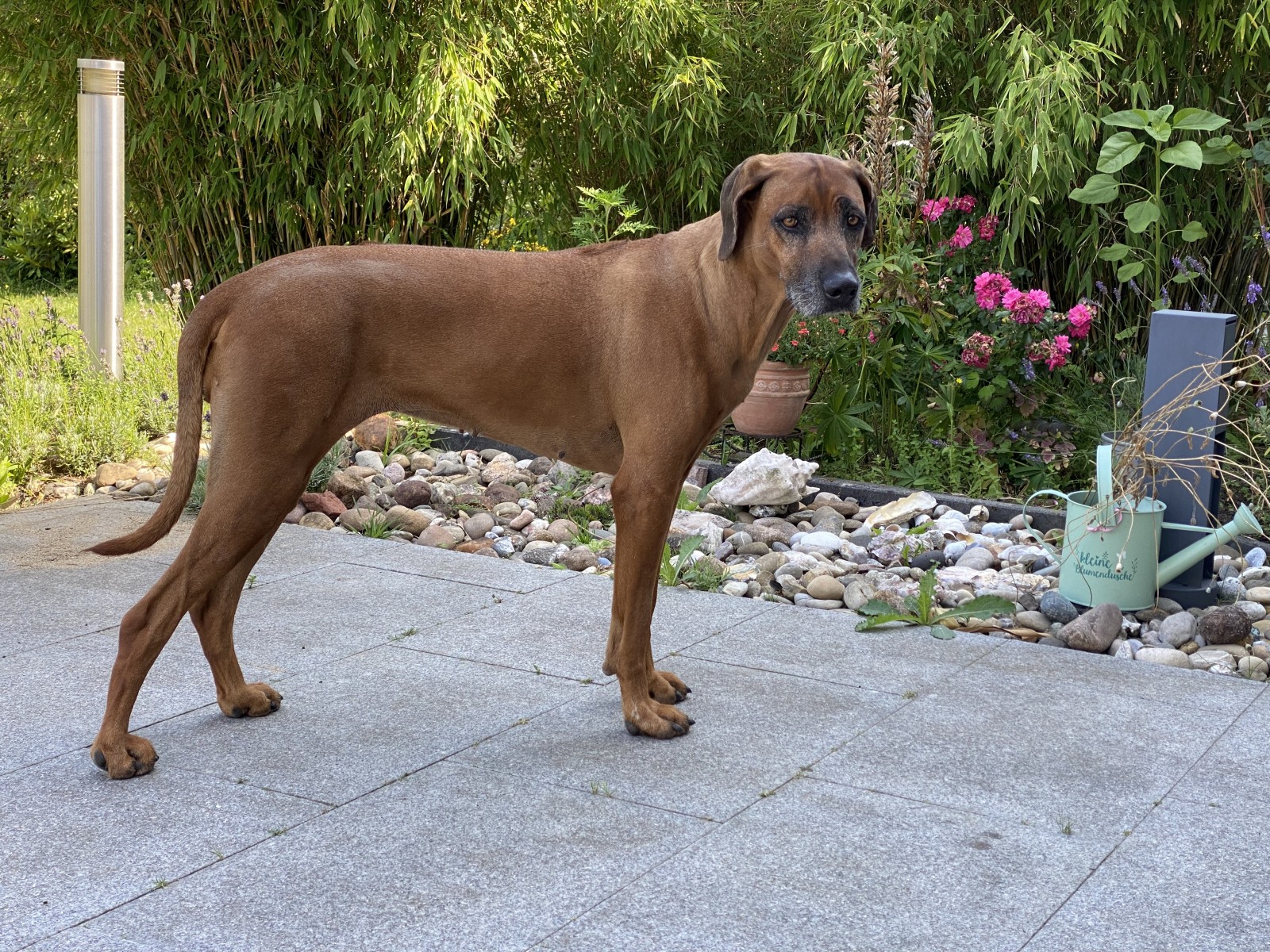 Jamaa Bahati Amana Zari