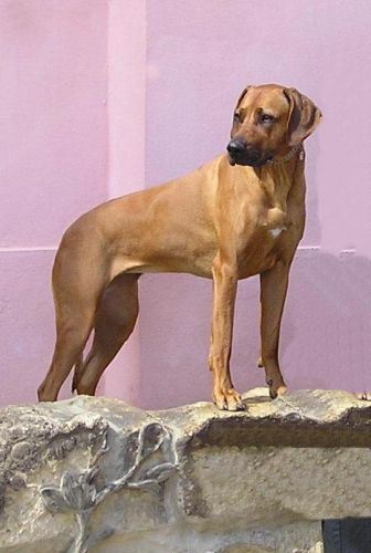 Ch. AYLA OF THE COMPOSURE OF HUNTING