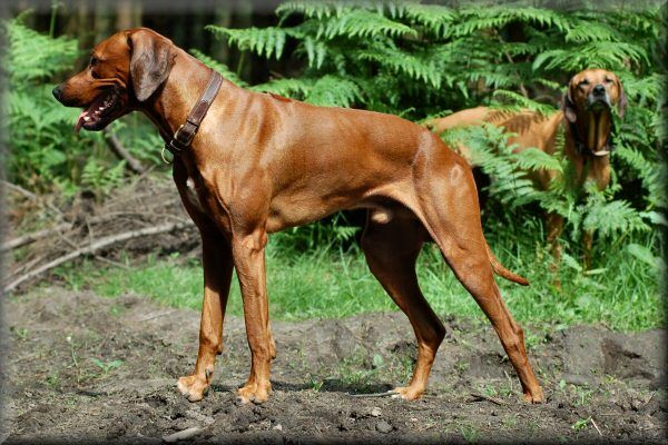 SHANGANI TAKATA KARUME