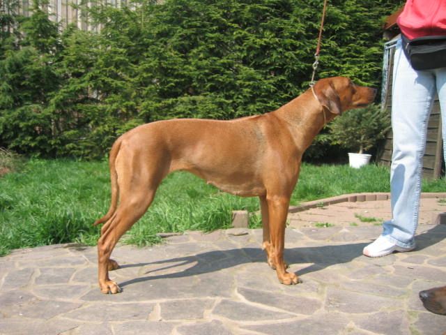 Zirengo Lionhunt Madel