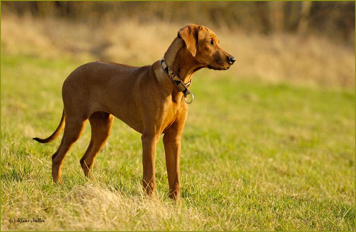 SINGITA CHITUMWA DALA