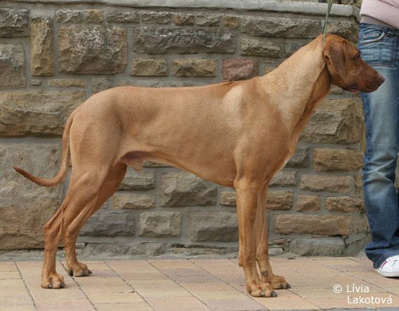 MANZENGWENYA NOMBEKOLEON