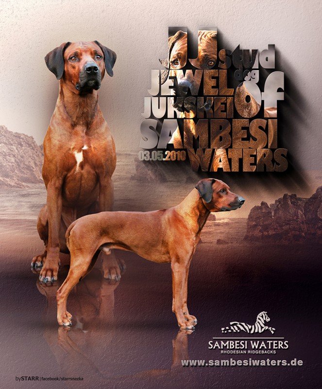 Jewel Jukskei OF SAMBESI WATERS