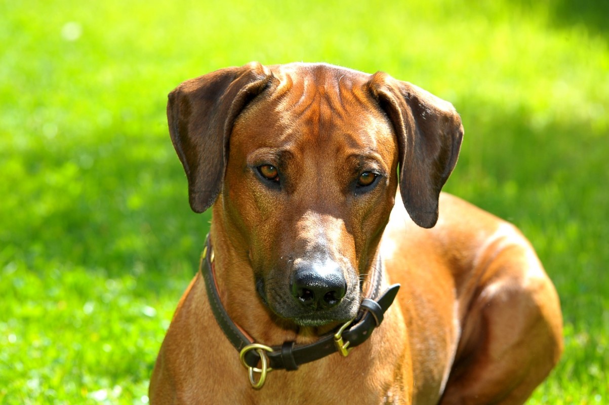 Great George Isaam Pa Matabele