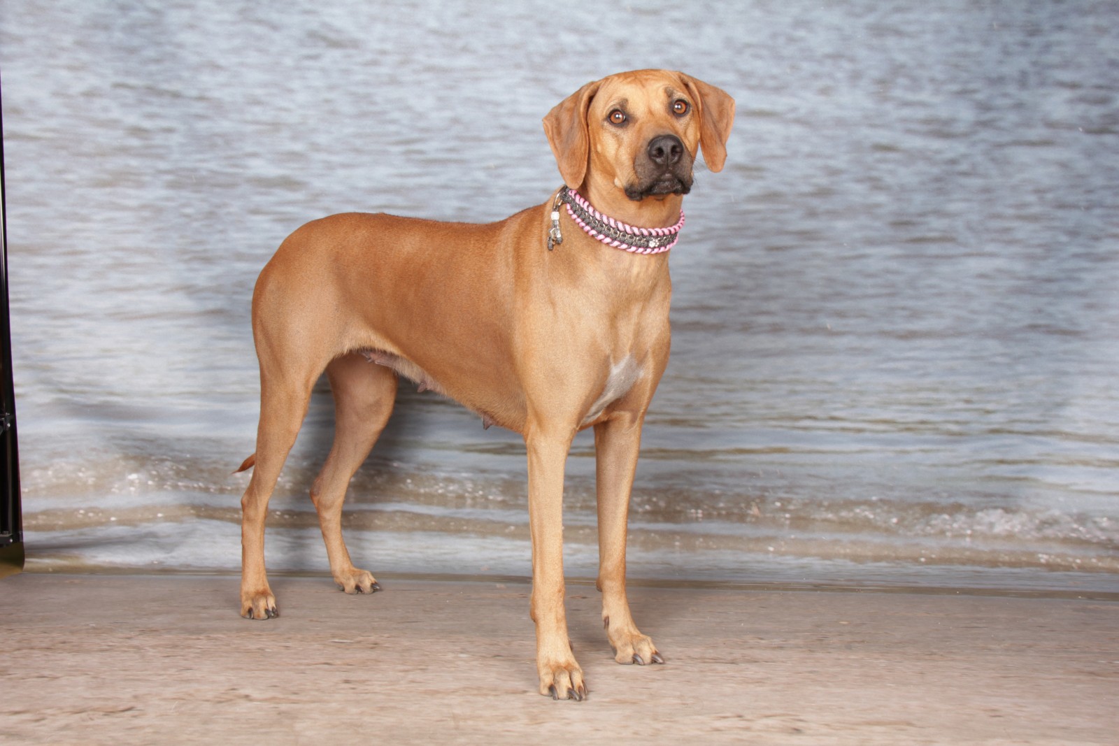 Minarbi BB Precious Cora