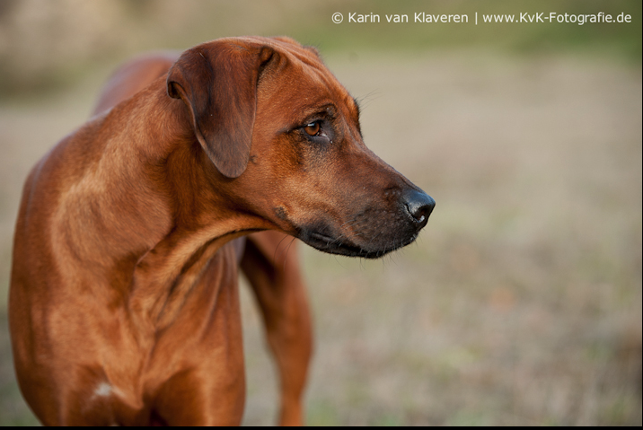 Zaafarani Awesome Fly Agaric