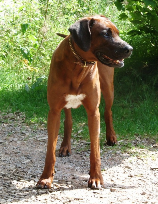 Matobo Hills Chibongo Thabo