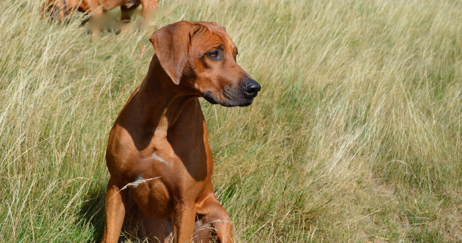 Hestia Queen Imkahena