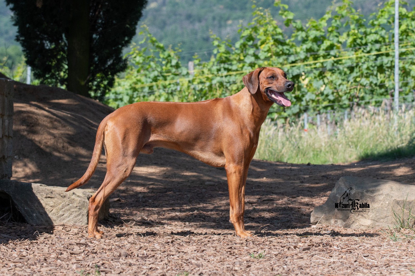 J’Naban Jun Jamal zur Liesbergmühle