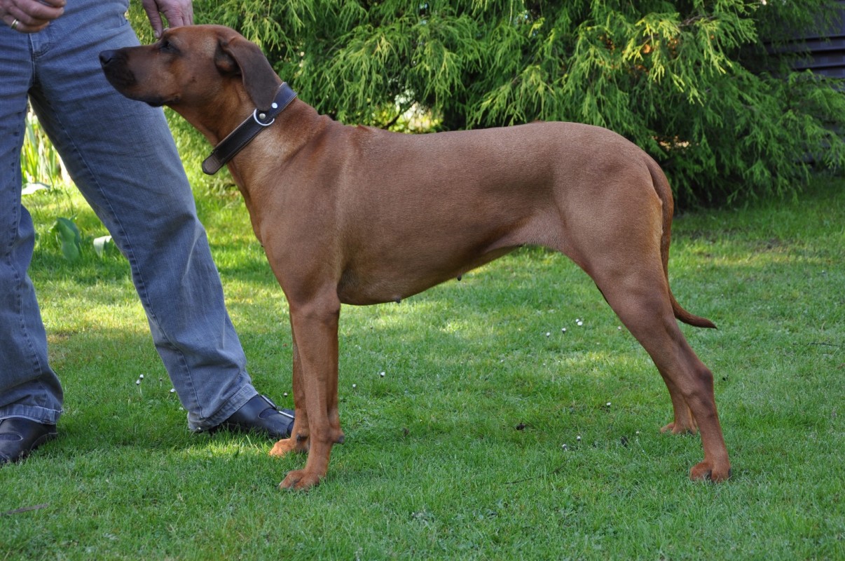 Shangani Ijaba Jamila Jumapili