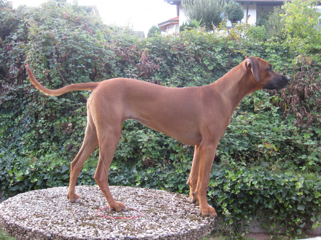 Dusty MEMORY OF THE OLD RED HUNTER