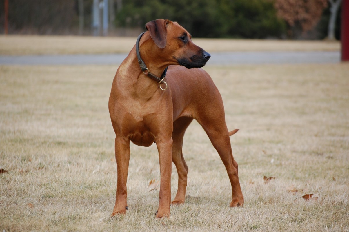 YE JAPHA Femi Thuraia