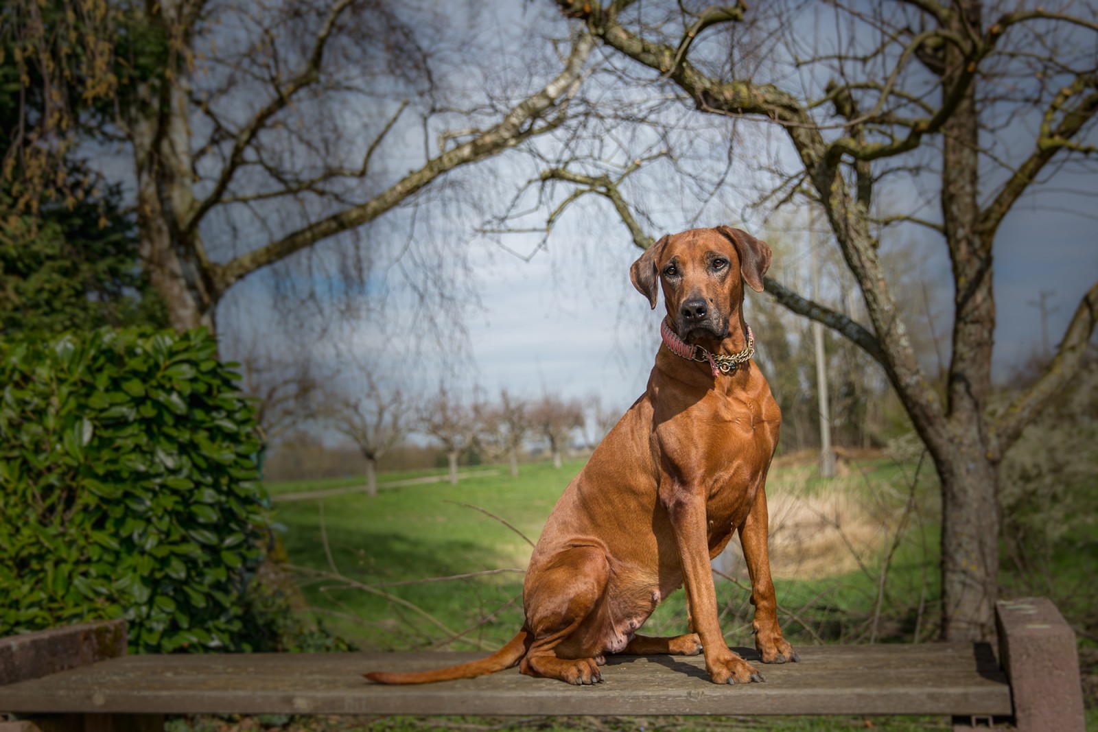 Ye Japha Ganah Xaya Kijana