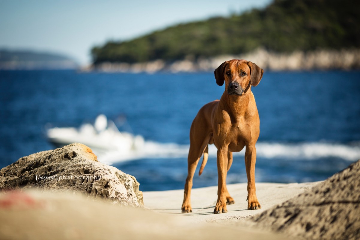 Int Ch. Ndoki Gentle George