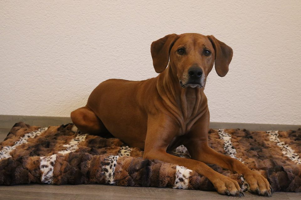 DHIMA KIWANJA Hanaa-Lee