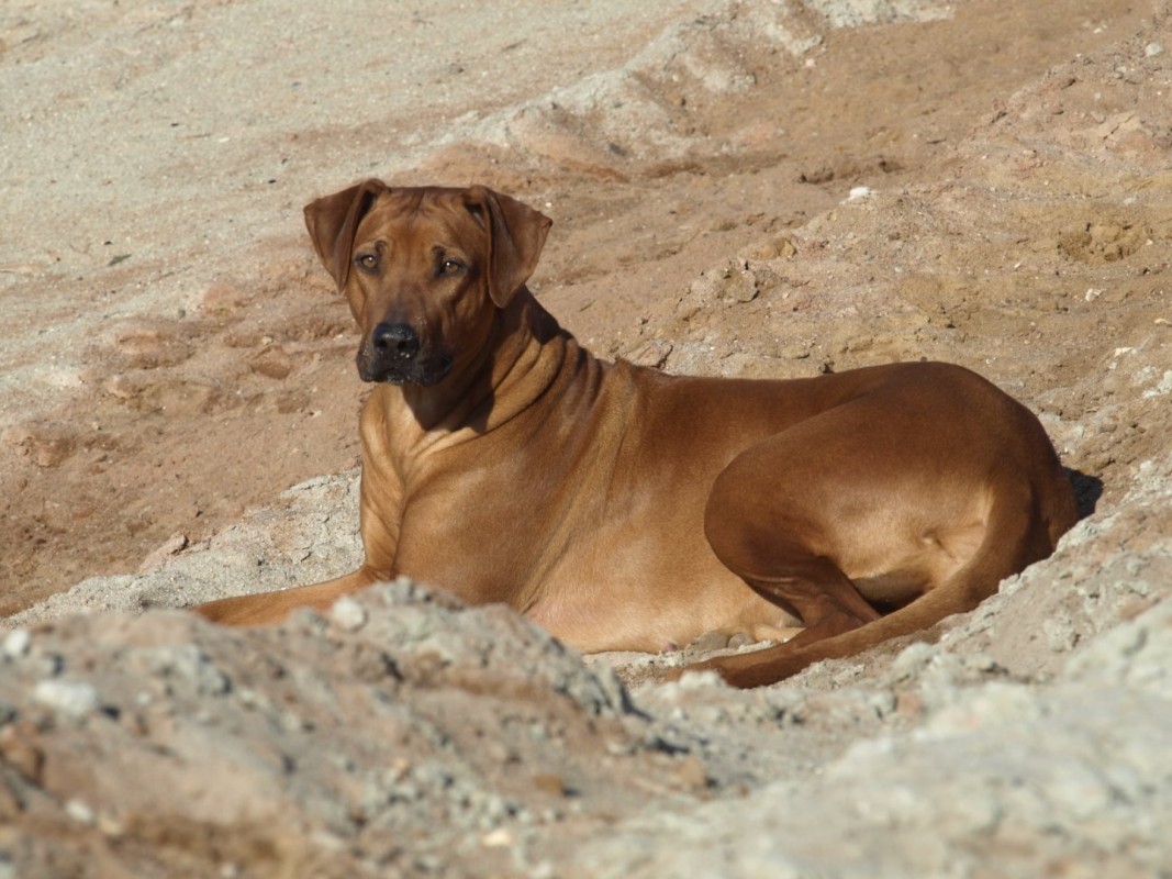 Nyangani Pamoja Patanisha