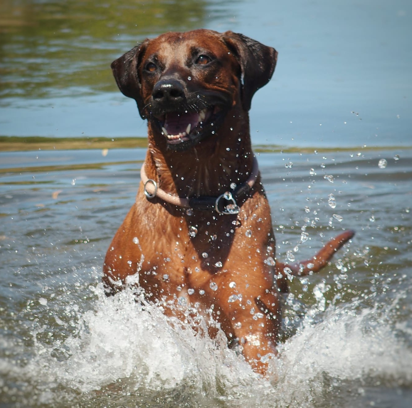 Ch. Matobo Hills Habibu Gogo