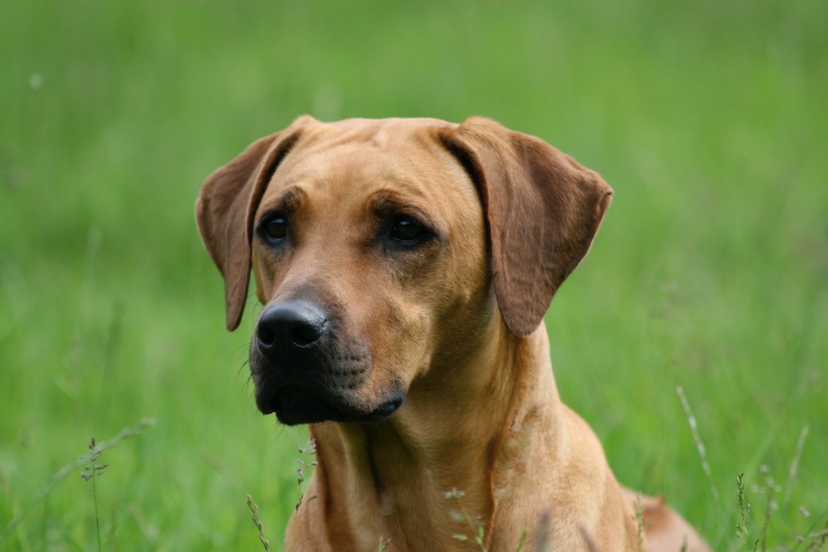 Benguela Shani of Savage Stone