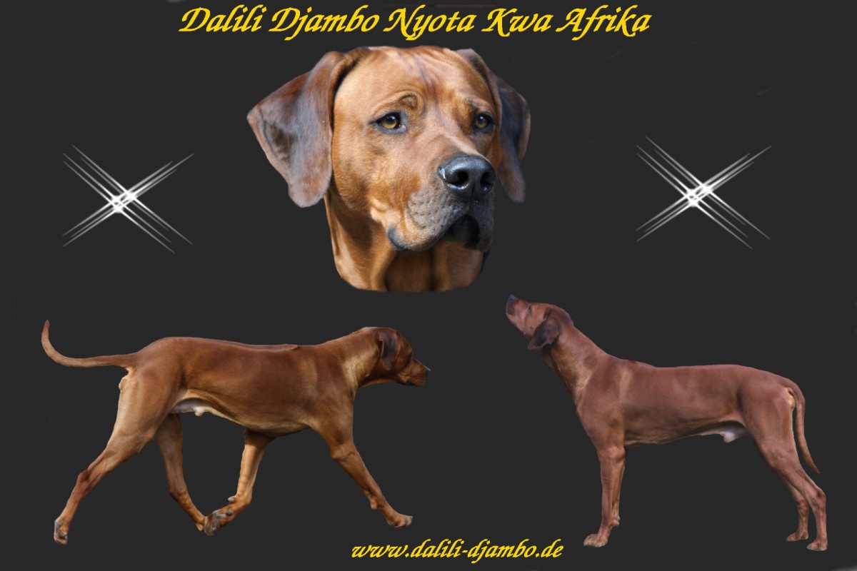 Dalili Djambo NYOTA KWA AFRIKA