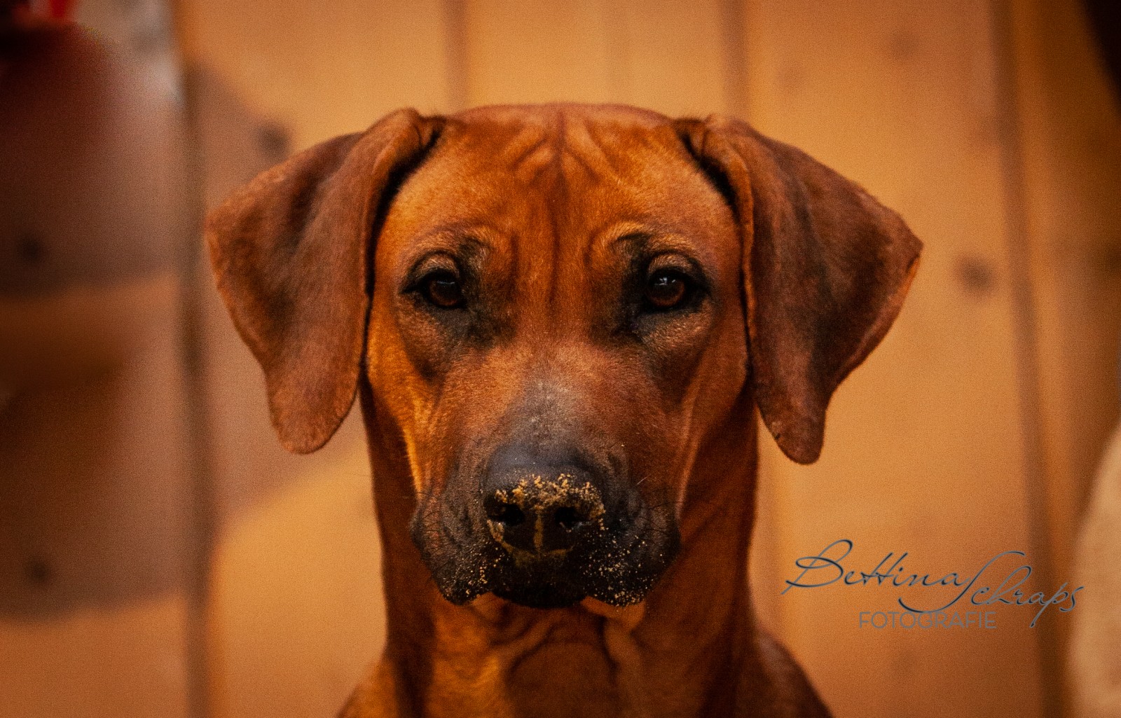 Banjaka vom Hofgut Liebetal