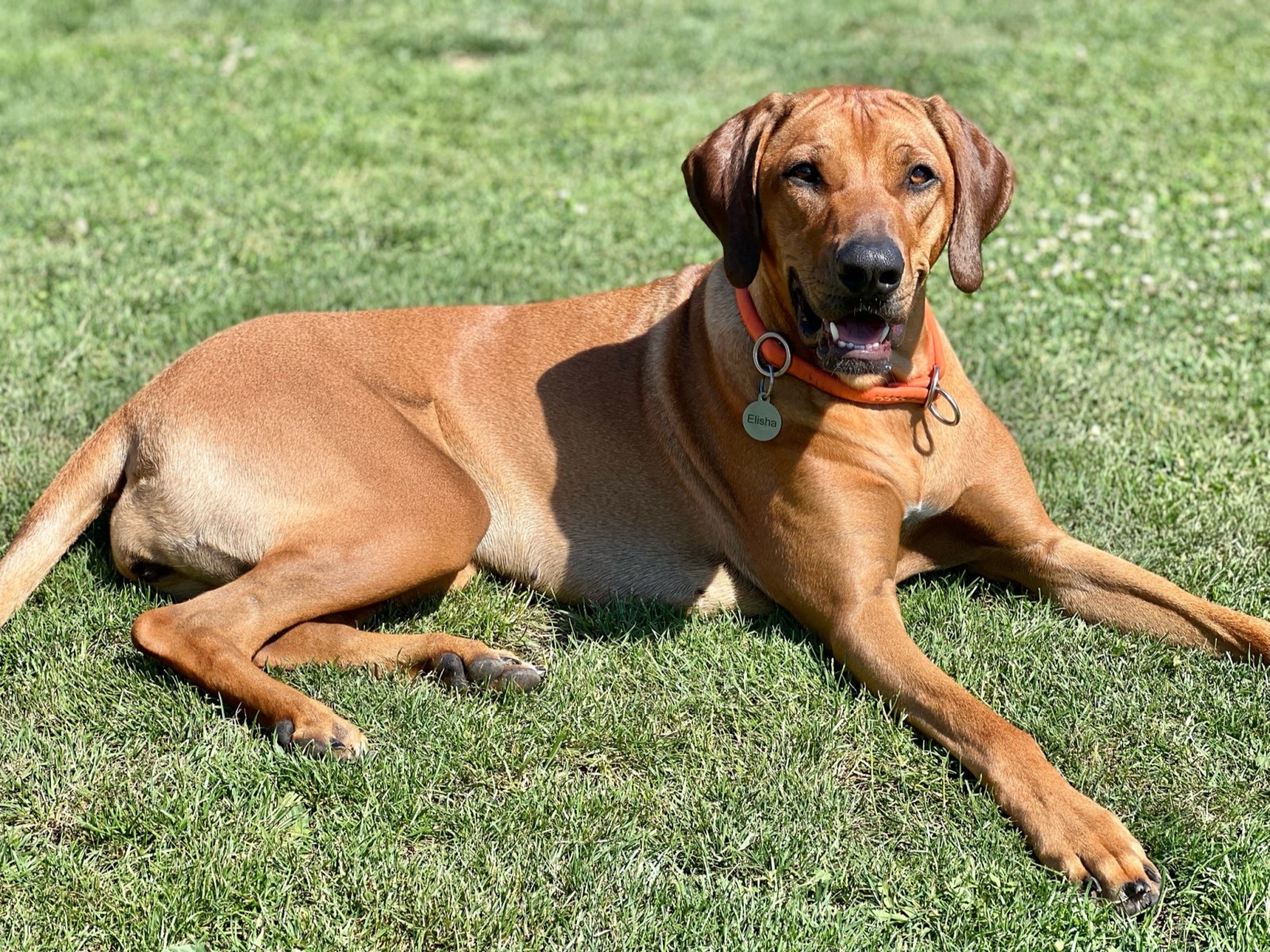 Caraki E’Stella  Elisha