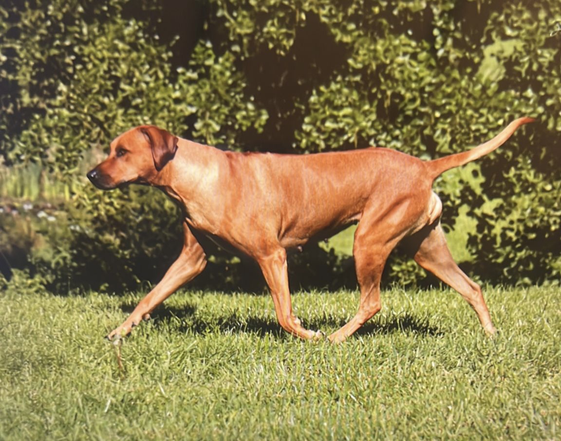 Tsavos Hunter Especially for you Layli