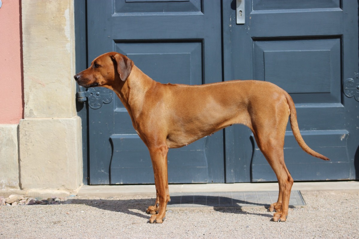 CHADARI Dalila Kinah