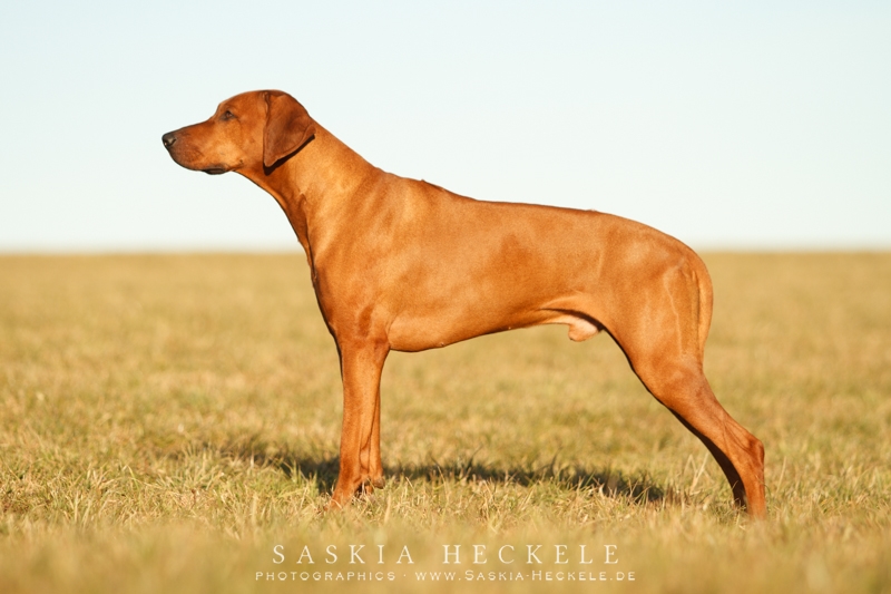 Ajamu van die Perdewachter Pronkrug